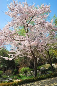 20140402 桜情報③　春爛漫♪-10